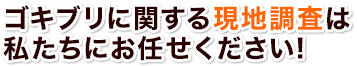 ゴキブリに関する現地調査は私たちにお任せください！